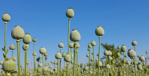 止痛药有烟土?盘古十大最猖獗的止痛措施
