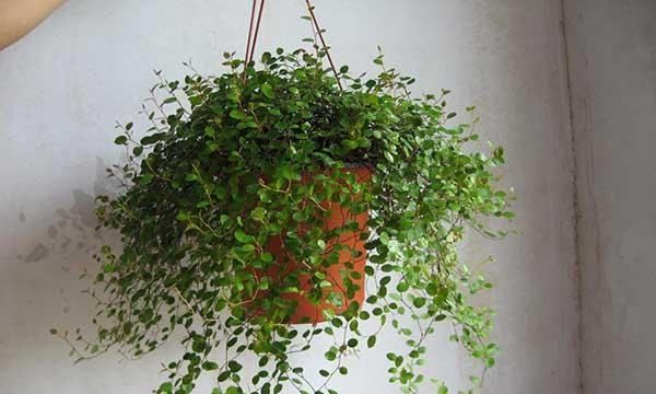 什么植物吸收甲醛,什么植物除甲醛效果最好最快图22
