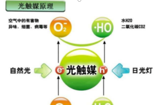 什么植物吸收甲醛,什么植物除甲醛效果最好最快图18