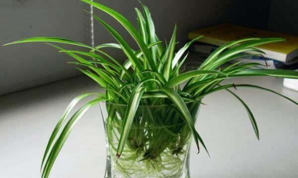 什么植物吸收甲醛,什么植物除甲醛效果最好最快图20