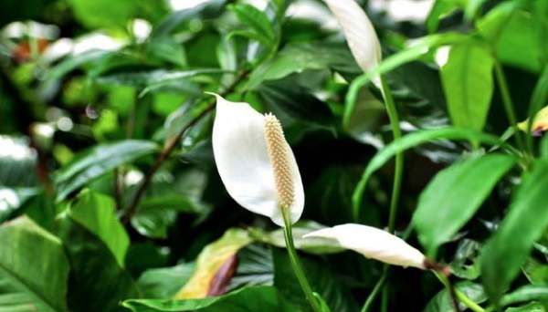 什么植物吸收甲醛,什么植物除甲醛效果最好最快图5