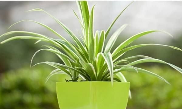 什么植物吸收甲醛,什么植物除甲醛效果最好最快图21