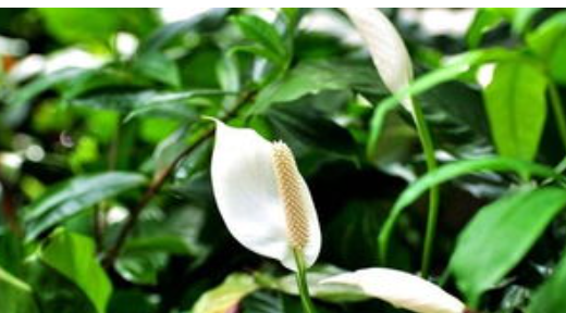 什么植物吸收甲醛,什么植物除甲醛效果最好最快图14