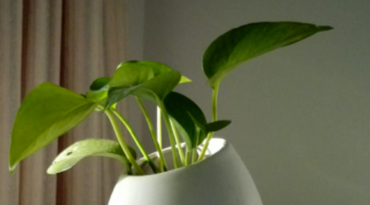 什么植物吸收甲醛,什么植物除甲醛效果最好最快图10
