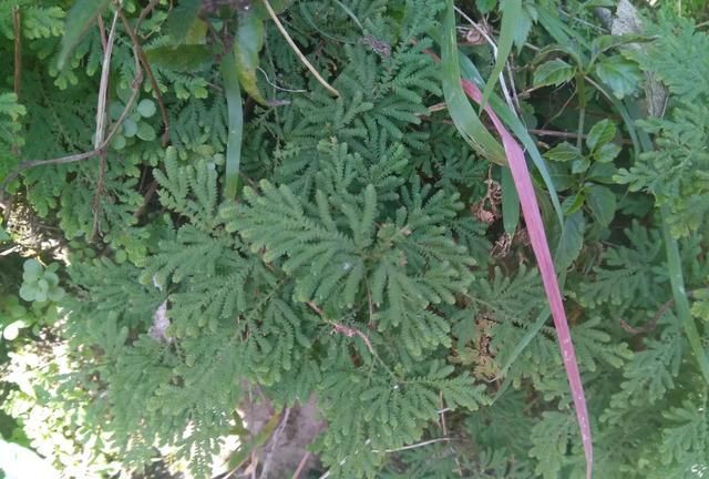 卷柏是什么植物，卷柏是蕨类植物吗？图8