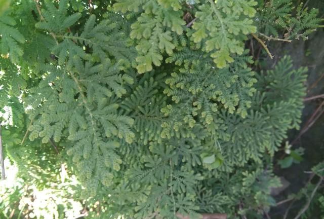 卷柏是什么植物，卷柏是蕨类植物吗？图7