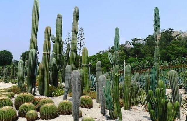 卷柏是什么植物，卷柏是蕨类植物吗？图5