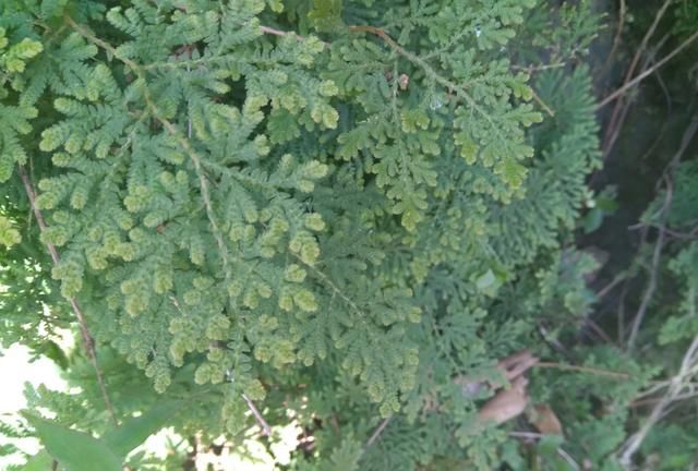 卷柏是什么植物，卷柏是蕨类植物吗？图6