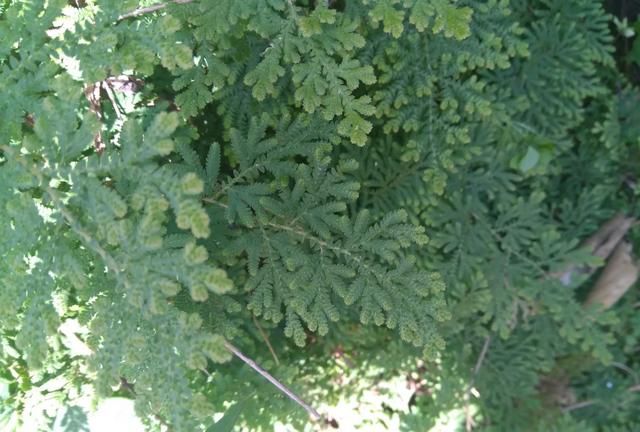 卷柏是什么植物，卷柏是蕨类植物吗？图9