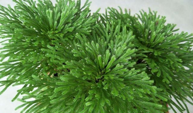 卷柏是什么植物，卷柏是蕨类植物吗？图3