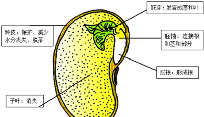 ​胚芽发育成什么,通过观察我发现胚芽将来发育成植物的什么和什么