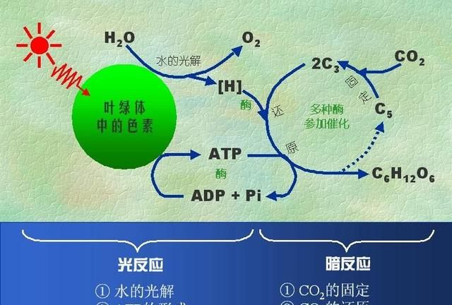 树叶的作用，树叶的作用幼儿知识？图3