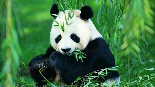 大熊猫为什么被视为中国的国宝解答