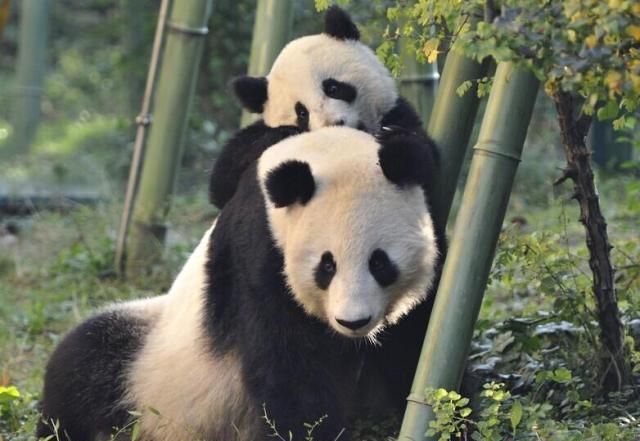 大熊猫为什么被视为中国的国宝50字