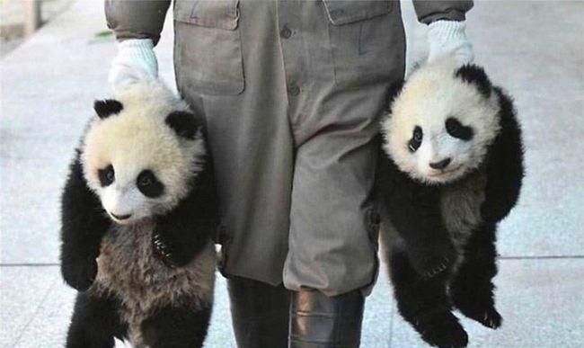 为什么大熊猫被视为中国的国宝