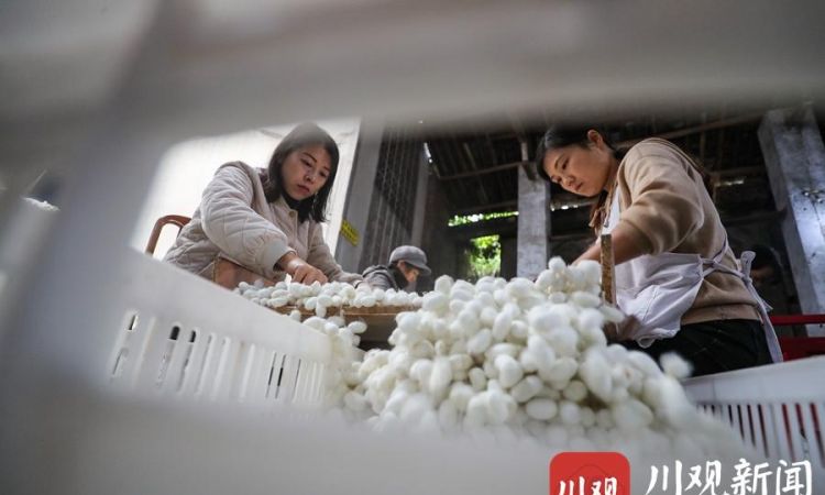 蚕要做茧怎么处理