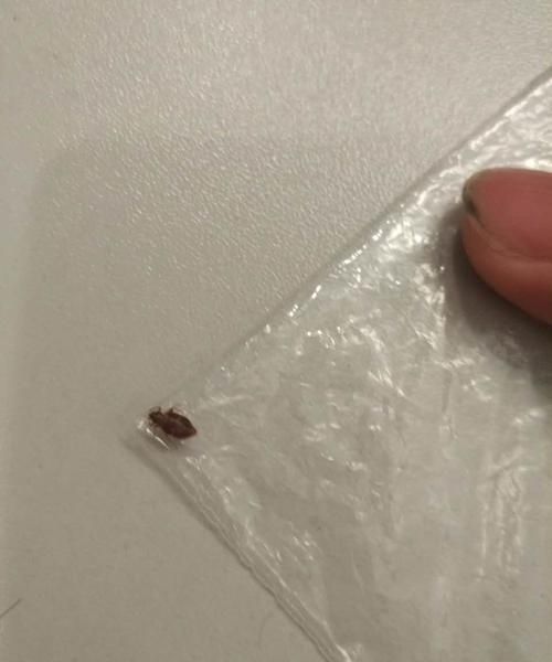 冷水泡多久臭虫可死