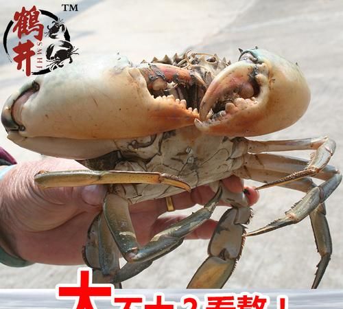 青蟹是湖蟹还是海蟹