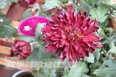 ​墨菊是什么颜色的？墨菊是什么颜色的花