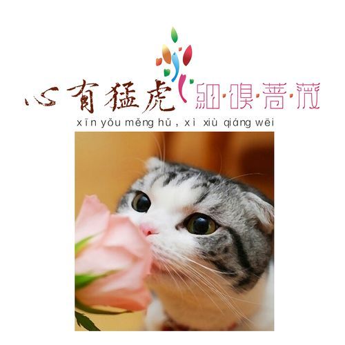 心有猛虎细嗅蔷薇形容什么样的人？心有猛虎细嗅蔷薇的意思是什么呀英文-第1张图片-