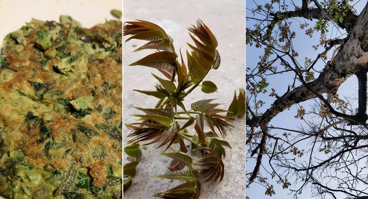 《狂飙》张颂文的“房子”火了，虽不奢华，却温馨治愈，让人羡慕