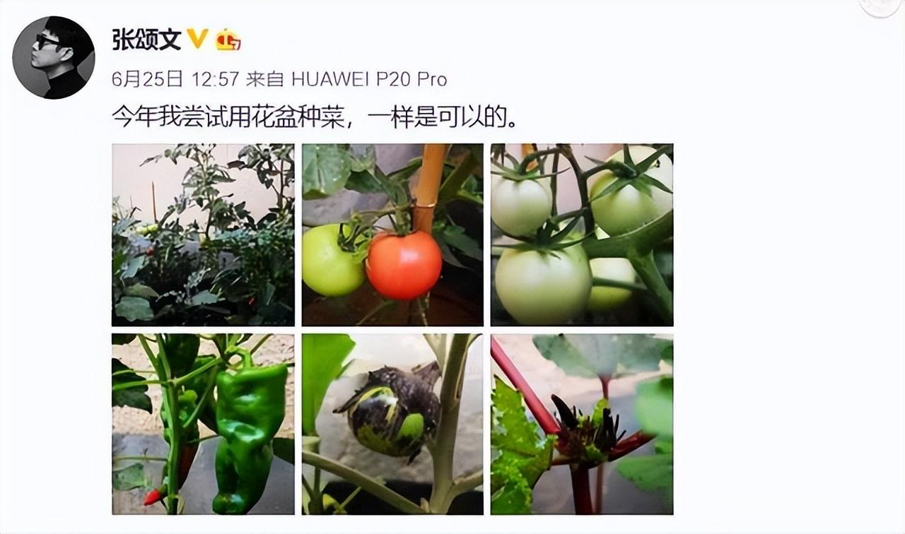 《狂飙》张颂文的“房子”火了，虽不奢华，却温馨治愈，让人羡慕