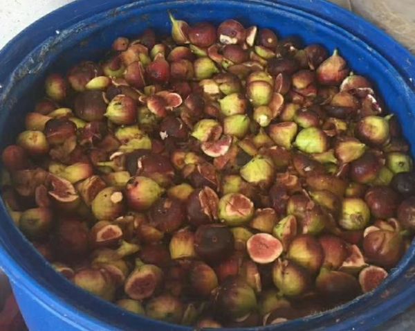 无花果泡白酒的做法