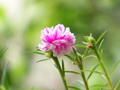 ​太阳花需要修剪吗 现在养太阳花，别忘了修剪，剪后新芽直冒