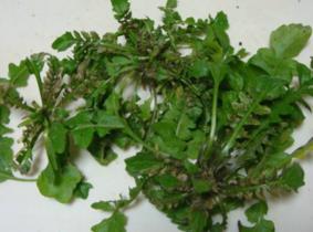 野生荠菜几月份有？野生荠菜什么时候有？