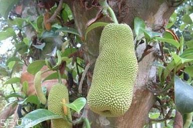 尖蜜拉是菠萝蜜吗？多少钱一斤