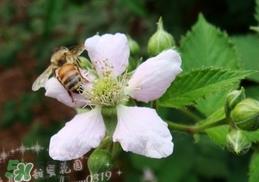 树莓有毒吗？树莓有刺吗？