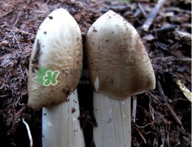 ​鸡枞菌怎么保存？鸡枞菌可以放冰箱吗？