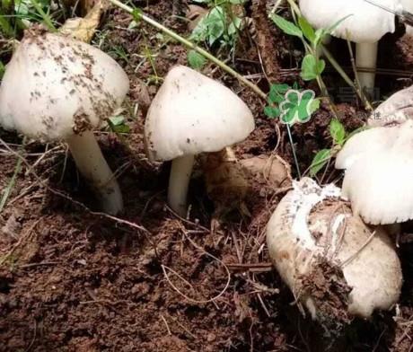 鸡枞菌怎么保存？鸡枞菌可以放冰箱吗？
