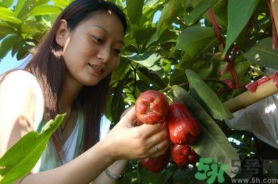 ​莲雾可以放冰箱保存吗?怎么保存新鲜的莲雾?