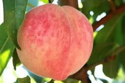 ​桃子多少钱一斤 桃子几月份成熟