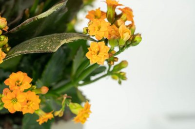 ​养长寿花注意这5点，才能长命百岁，开成大花球！