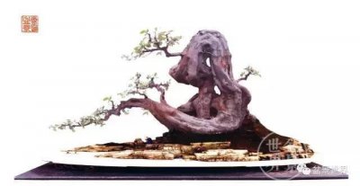 ​陈文图老师的盆景世界，终日与花木为伴，花木寄情，养眼养心