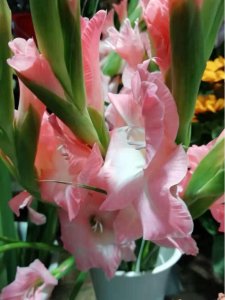 ​过年家里养花，就养这些“节节高”花，新的一年节节攀升