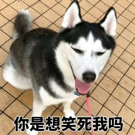 二哈哈士奇系列表情包