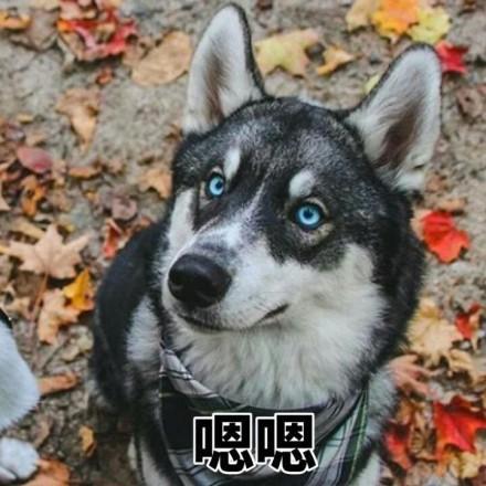 二哈哈士奇系列表情包