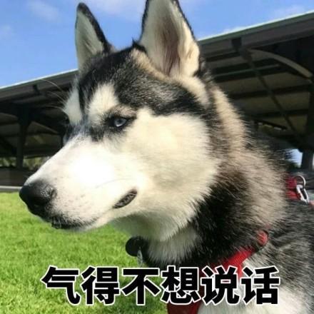 二哈哈士奇系列表情包