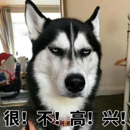 二哈哈士奇系列表情包