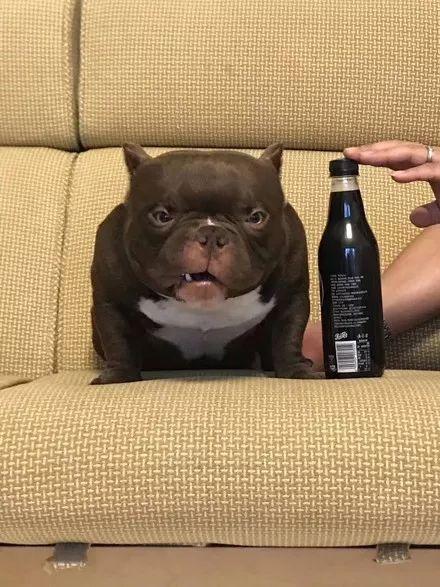 外表凶悍的恶霸犬，你肯定想不到，它居然是绝佳伴侣犬！