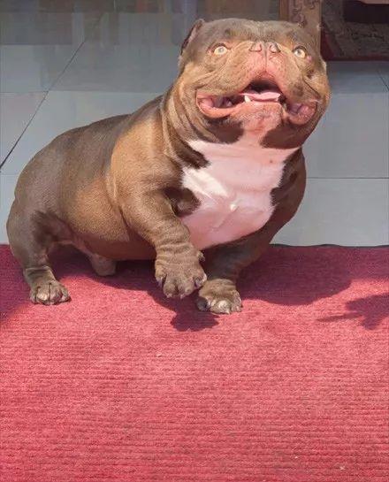 外表凶悍的恶霸犬，你肯定想不到，它居然是绝佳伴侣犬！