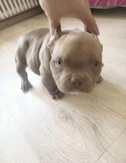 外表凶悍的恶霸犬，你肯定想不到，它居然是绝佳伴侣犬！