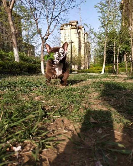 外表凶悍的恶霸犬，你肯定想不到，它居然是绝佳伴侣犬！