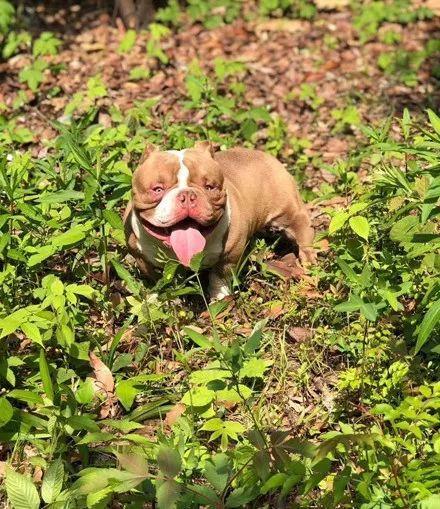 外表凶悍的恶霸犬，你肯定想不到，它居然是绝佳伴侣犬！