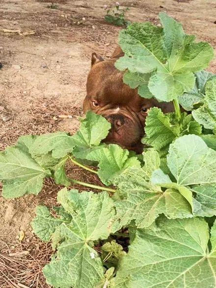 外表凶悍的恶霸犬，你肯定想不到，它居然是绝佳伴侣犬！