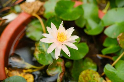 ​睡莲花语是什么，送睡莲代表什么意思？