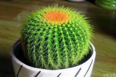 ​仙人掌可以敷脸吗 用仙人掌敷脸有什么作用